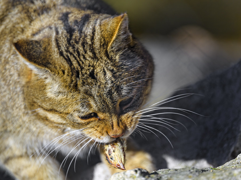 Wildcat eating a chicken head a photo on Flickriver