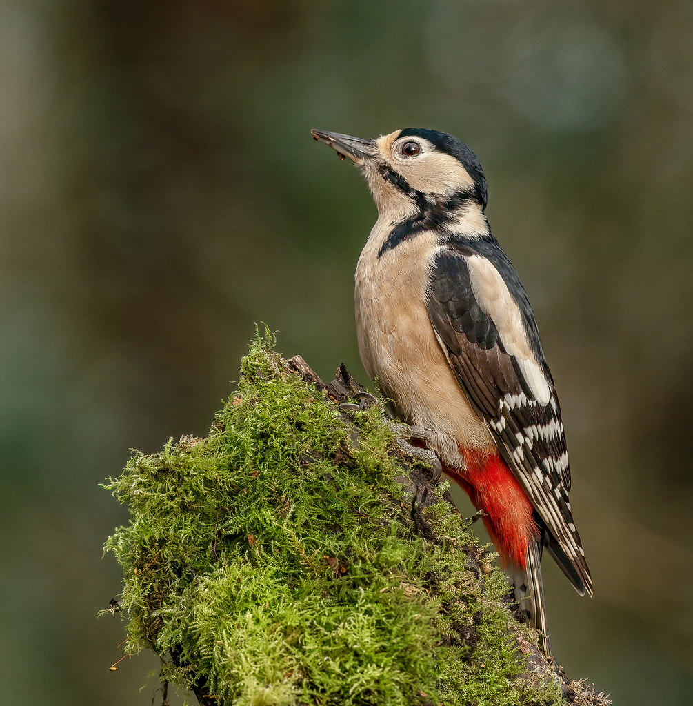 2 (2) Paul Kitchen Flickr