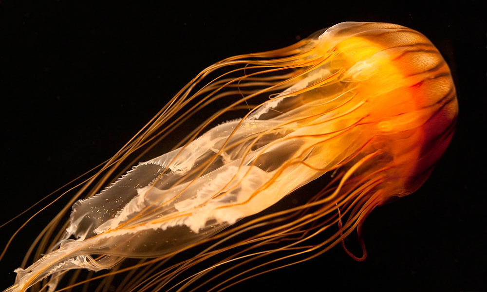 North Pacific Sea Nettle North Pacific Sea Nettle at North… Flickr