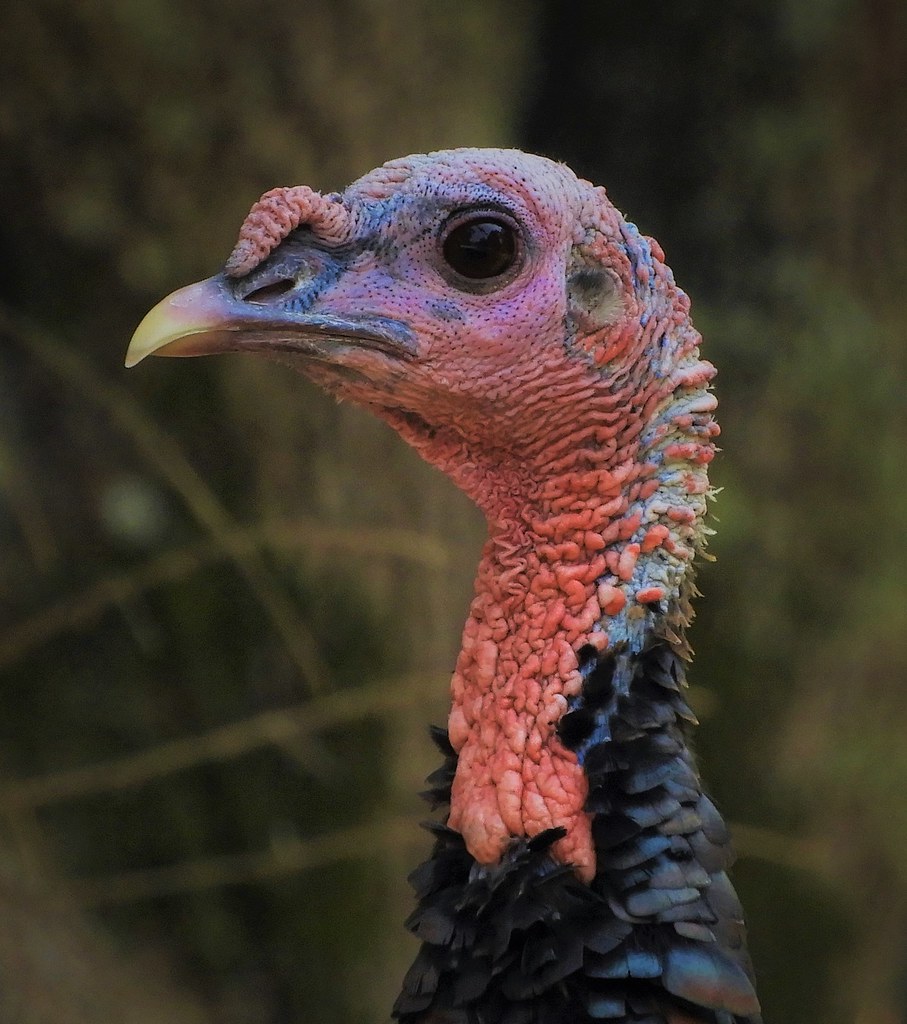 Wild Turkey Hen Isn't she lovely and colorful? Napa, Ca. A… Flickr