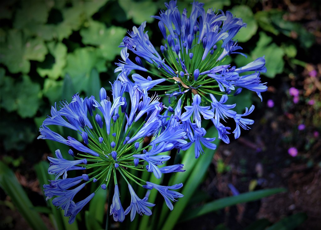 Flowers PJ Adi Flickr