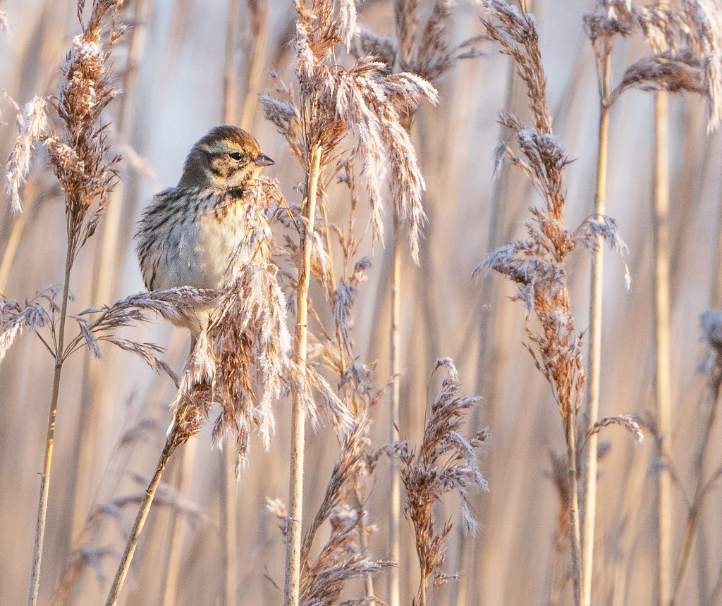 Reed Bunting. Errol Reed Beds, Perthshire. Ian Cook Flickr