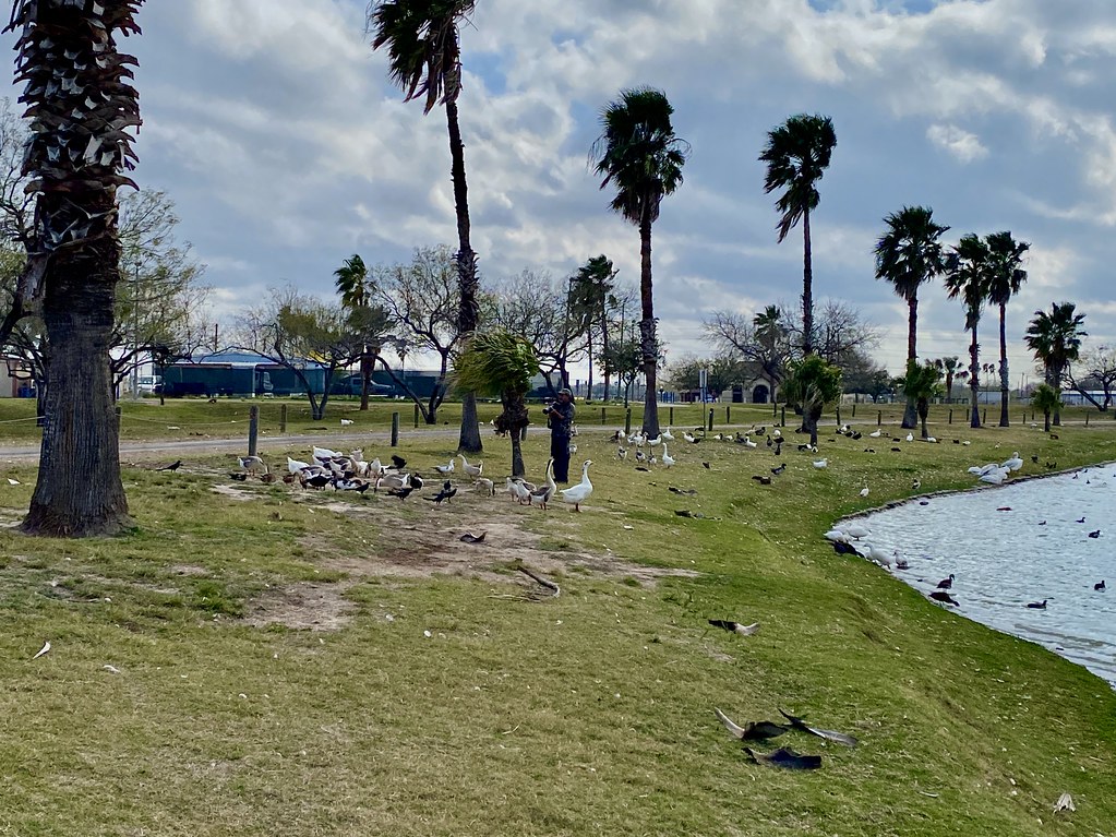 Edinburg Municipal Park Habitat shot for eBird list Flickr