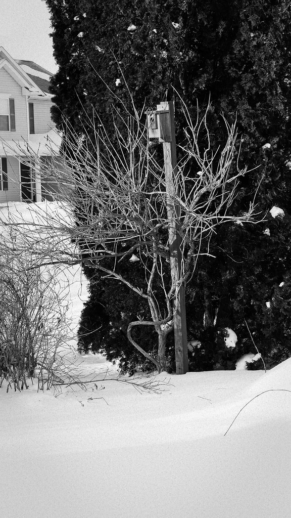 Trumpet Vine In winter the Trumpet Vine looks like an odd … Flickr