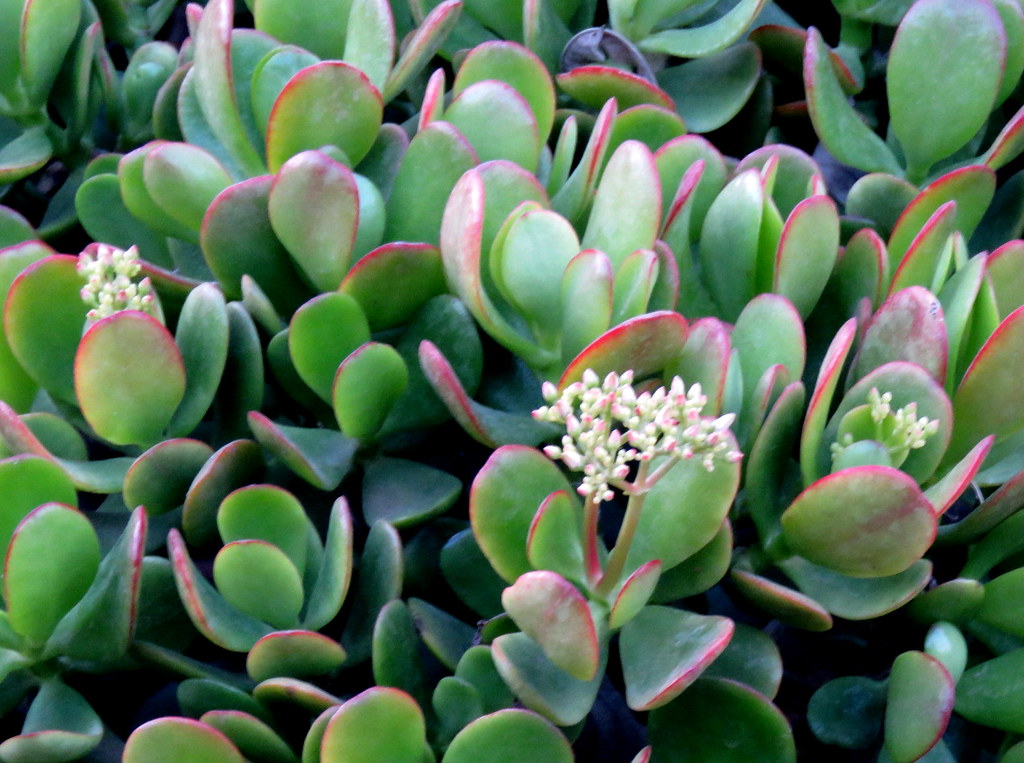 IMG_0015 Jade plant buds, Terrace,ATREE, 210222 Deepa Mohan Flickr