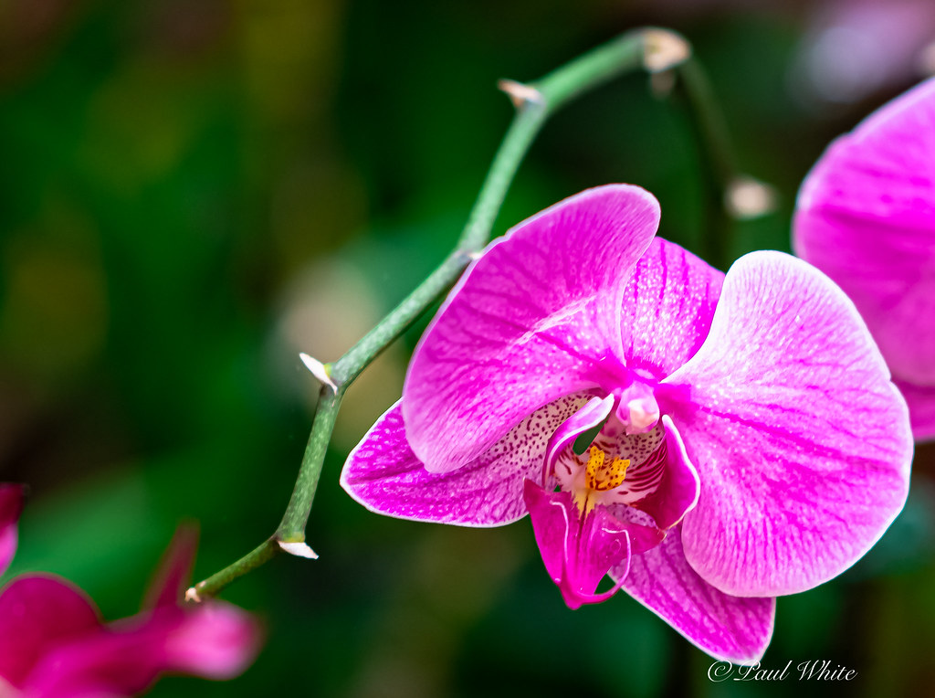 20220216 Orchid at the Grand Hyatt, Poipu, Kauai 01 Flickr