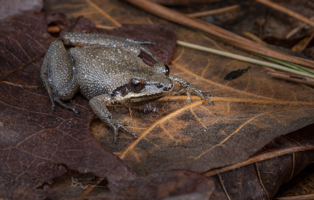 Collinses' Mountain Chorus Frog Pseudacris collinsorum Flickr
