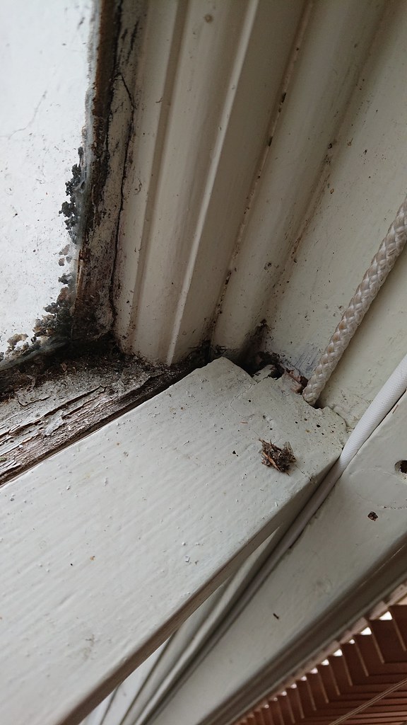 DSC_0596 Paul Freeman Flickr