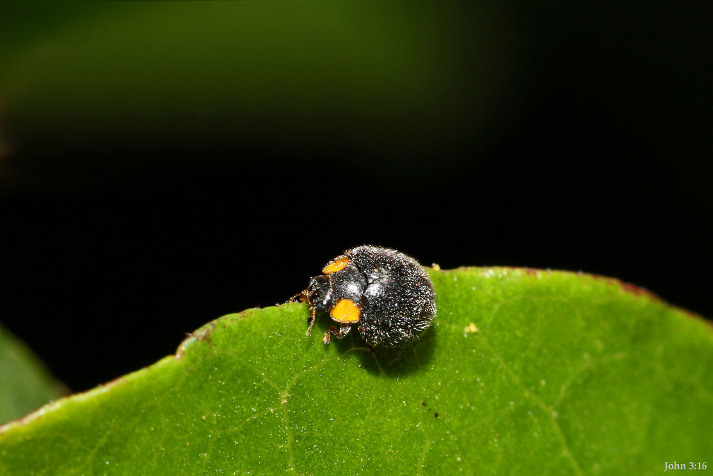 Beetling Along Yellowshouldered Ladybird (Apolinus lividi… Flickr