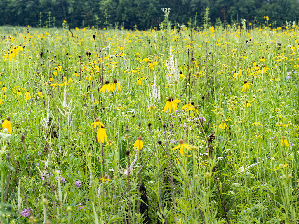 Blue Mounds Wildlife Area Photo credit John Kalson. Flickr