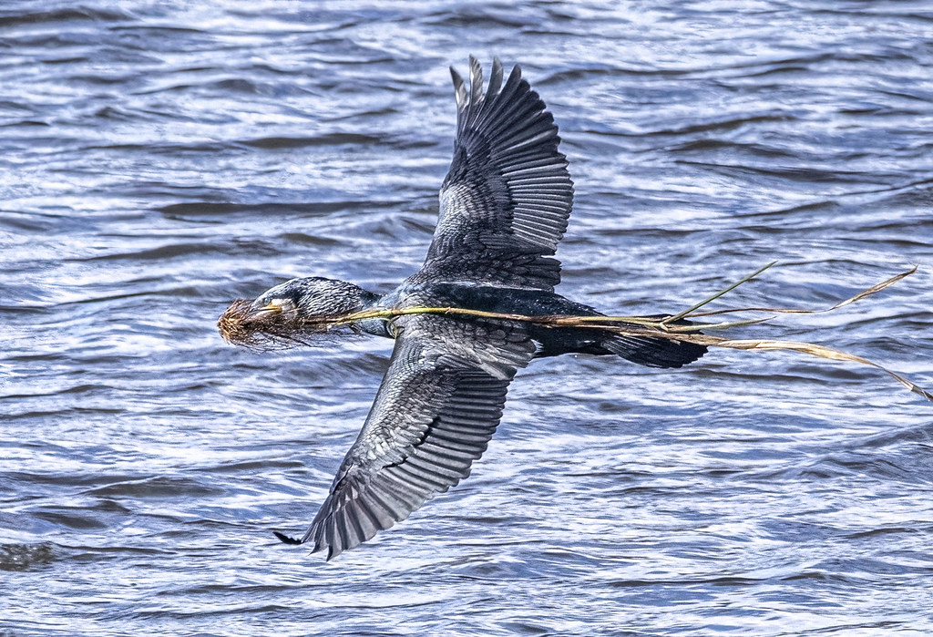 119_PIG6190severenoise CORMORANT LADYWALK steve bottrill Flickr