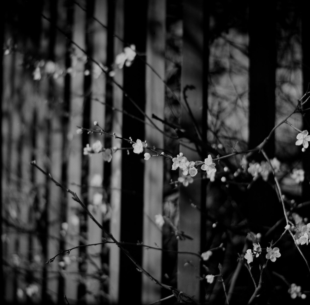 Great Wall DF Ilford XP2 Super Yellow filter London Febru… Flickr