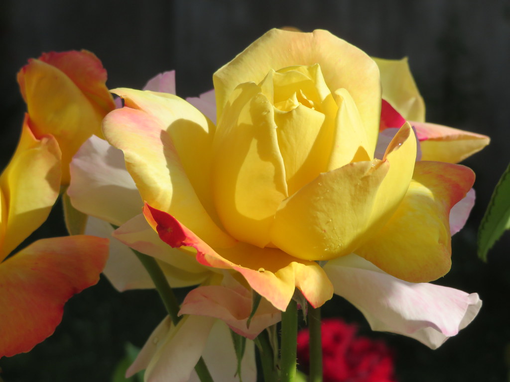 "Peace Rose", for the world and for Ukrainian people. Rose… Flickr