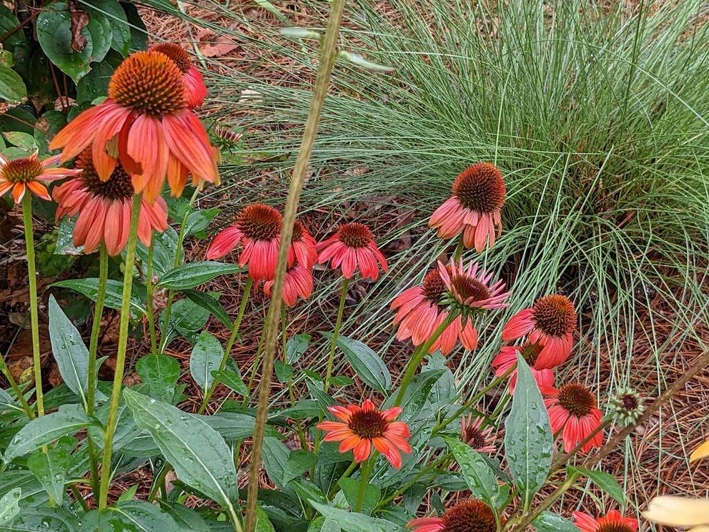 KISMET RED ECHINACEA aka Coneflower! 06.06.2021 Carol k Flickr