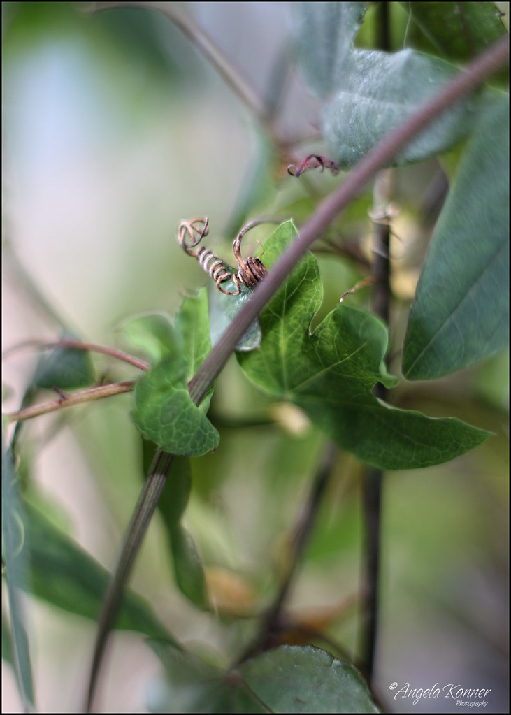 Tightly Wound... My passion flower plant is still alive an… Flickr
