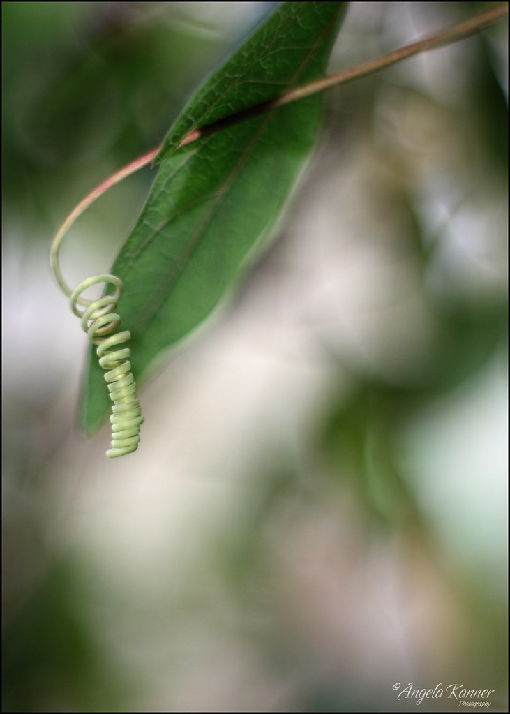 Tightly Wound... My passion flower plant is still alive an… Flickr
