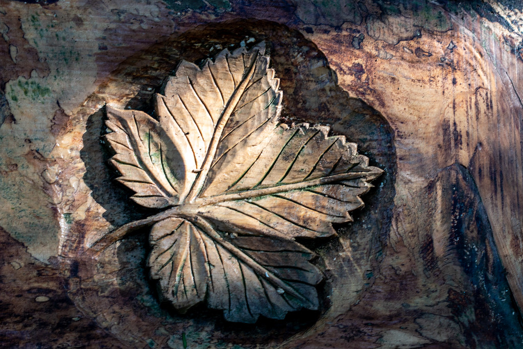 Wood leaf Hedon Viewfinders visit to Sewerby Hall Gardens … Flickr