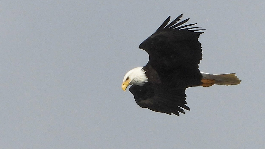 DSCN4828 (2a) Lance Youngquist Flickr