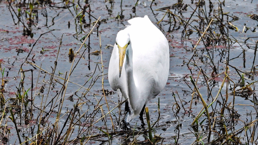 DSCN4718 (2) Lance Youngquist Flickr