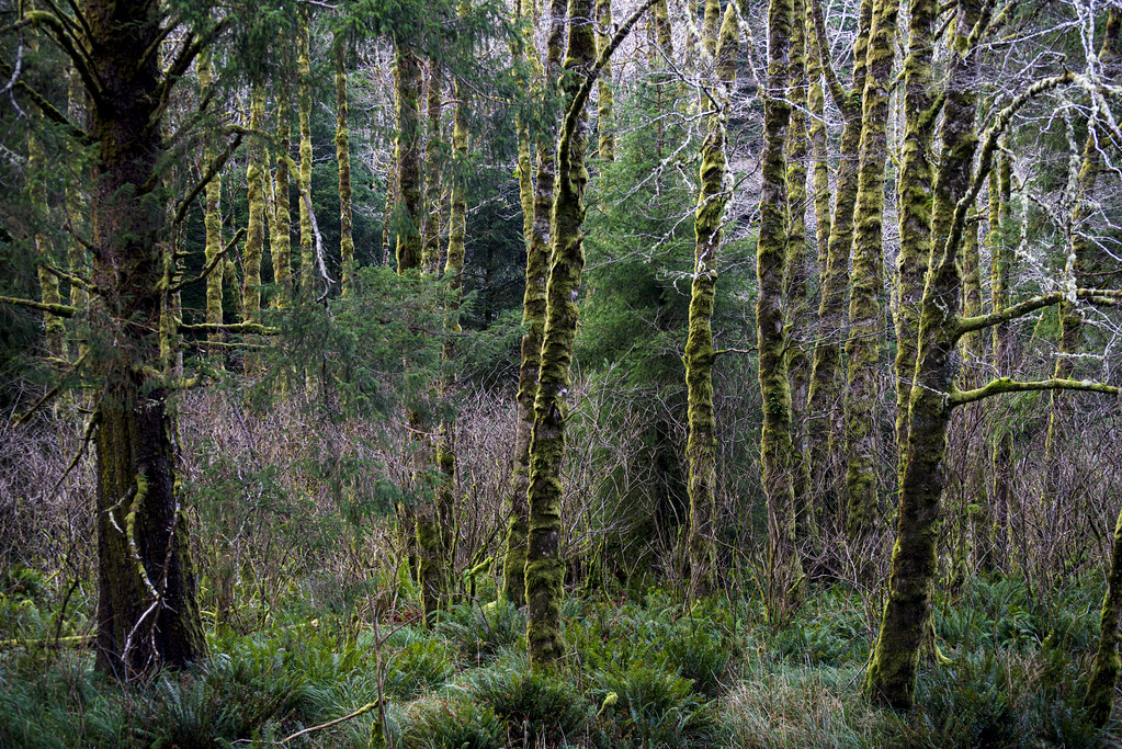 Winter Morning Light Across the Yachats River 5 russell.tomlin Flickr