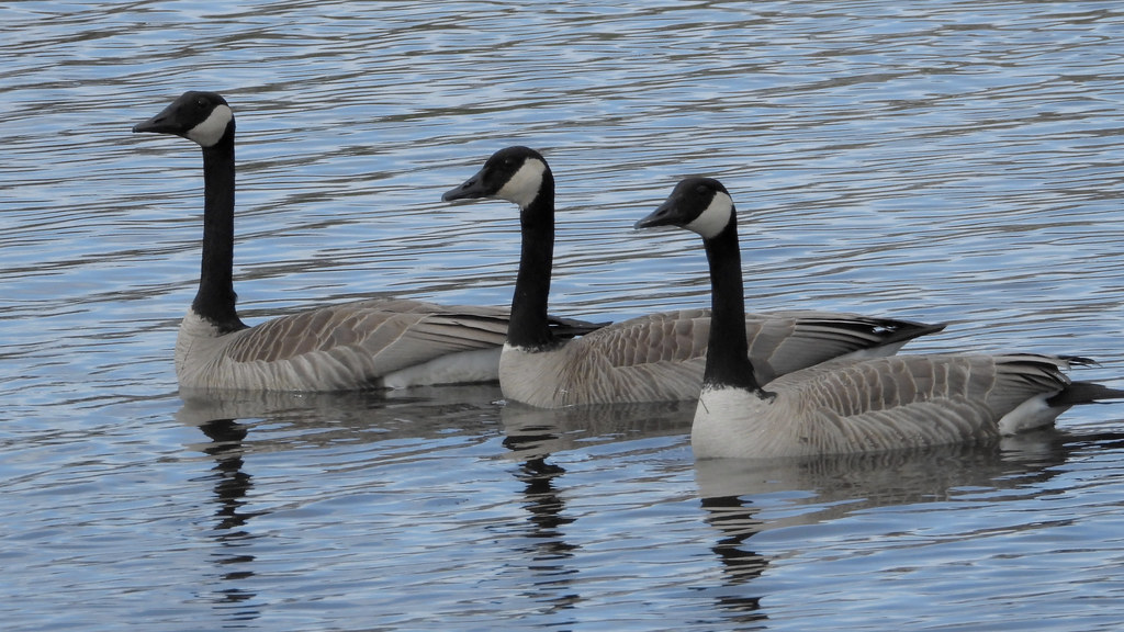 DSCN4729 (2)3 Lance Youngquist Flickr