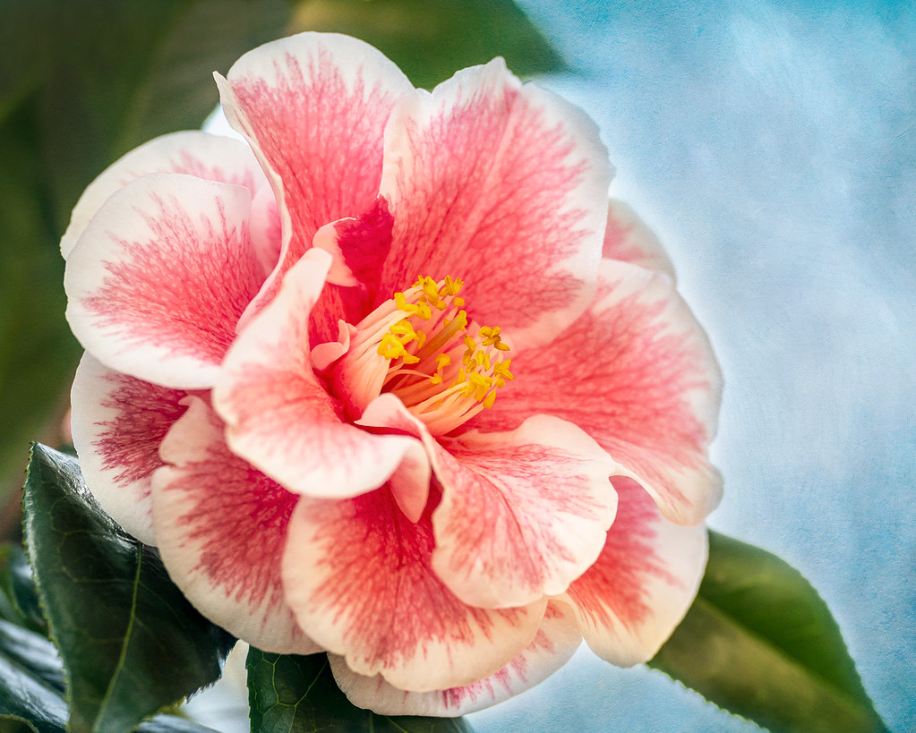 Camellia "Yours Truly" American Camellia Society, Fort Val… Flickr