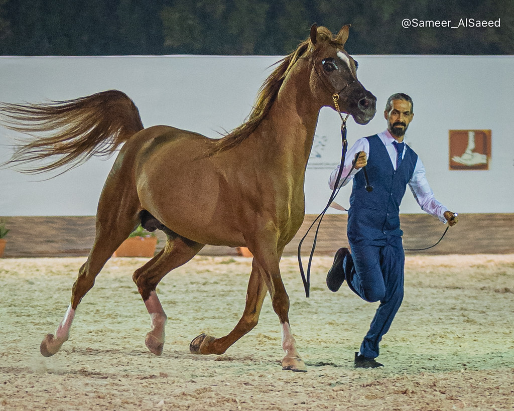 Arabian Horse Beauty Championship Bahrain Breed Arabian Ho… Flickr