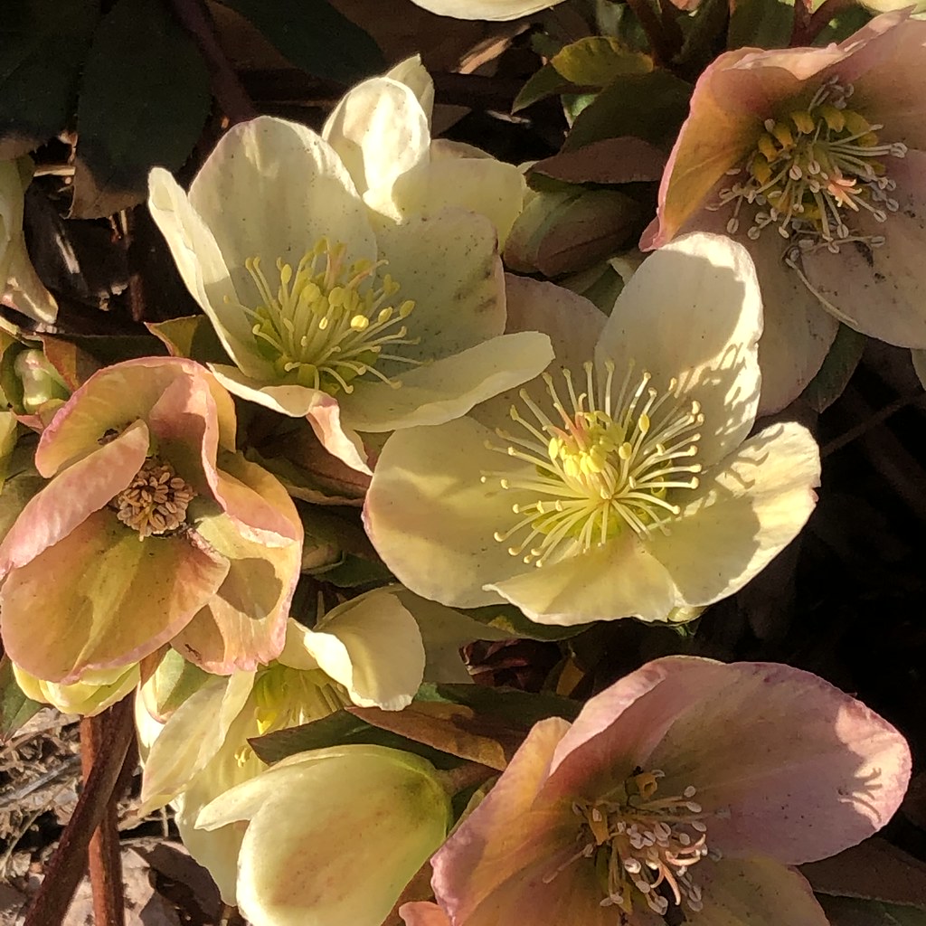 Hellebores in Afternoon Sun! I can never get enough of the… Flickr