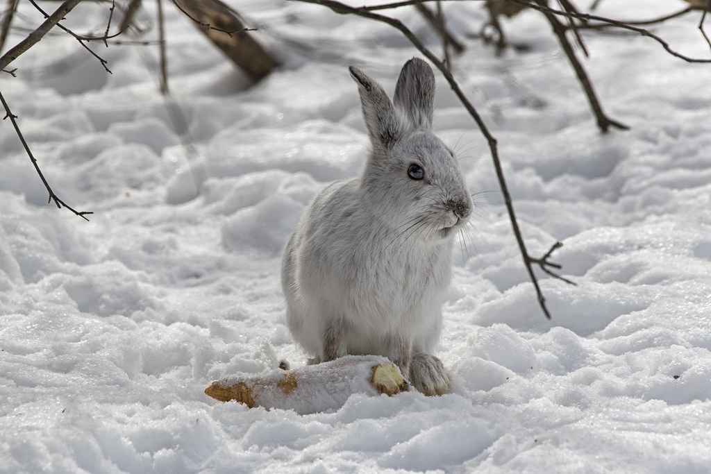 DSC_2336 Snowshoe hare enjoying some free food at Shirley'… Flickr