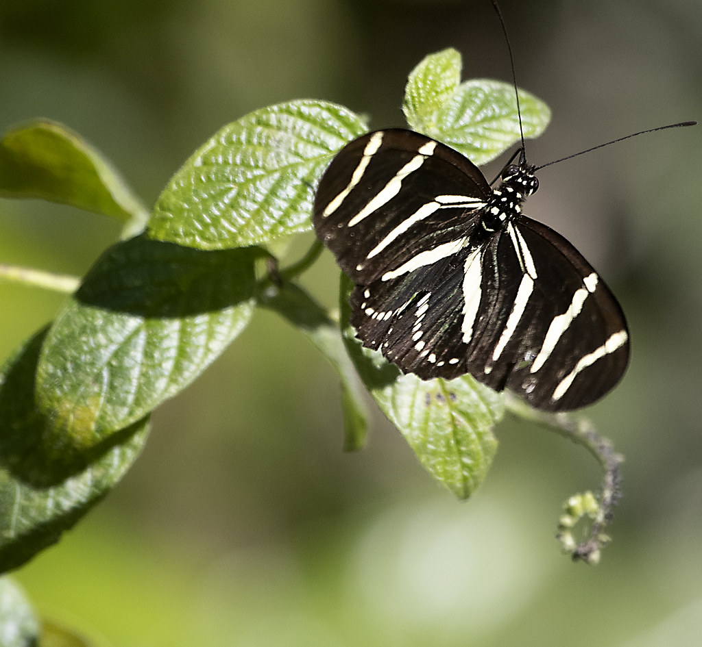 Zebra longwing butterfly Heathcote Botanical Gardens For… Flickr