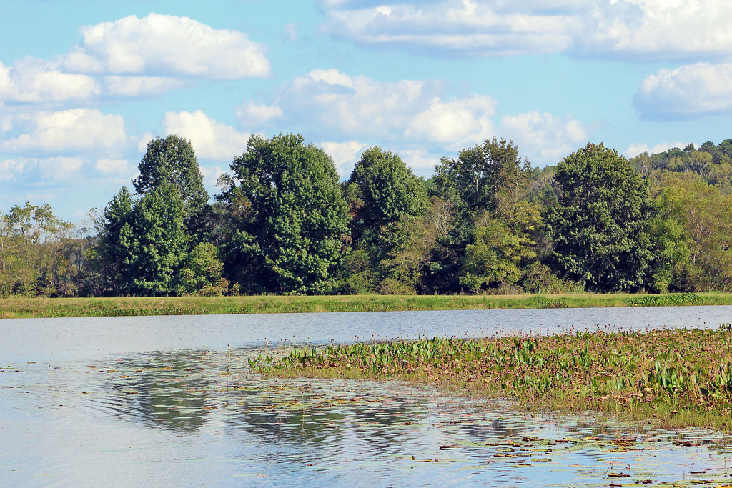 Piney Z Lake, Tallahassee Lake viewed from Lafayette Trail… Flickr