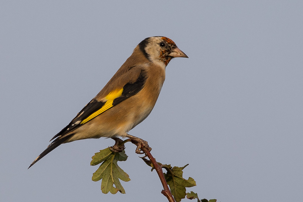 20201020 Stieglitz7 Stieglitz Jungvogel Juvenile Goldfinc