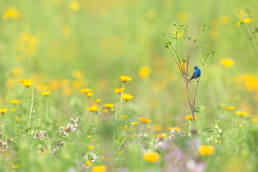 Indigo Bunting and Sunflowers Ohio a photo on Flickriver