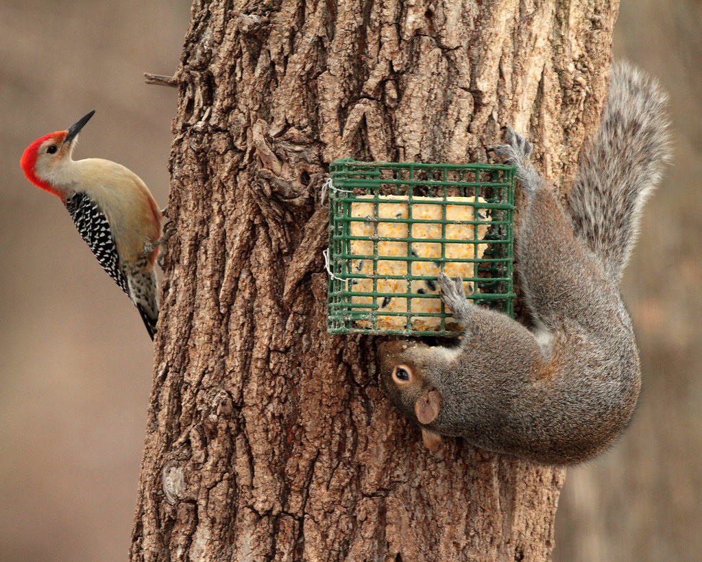 Redbellied Woodpecker vs. Gray Squirrel 7594 Frank Kocsis Jr Flickr