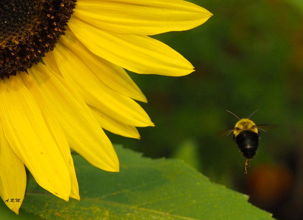 The Bumble Bee and the Sunflower Vancouver, British Colu… Flickr