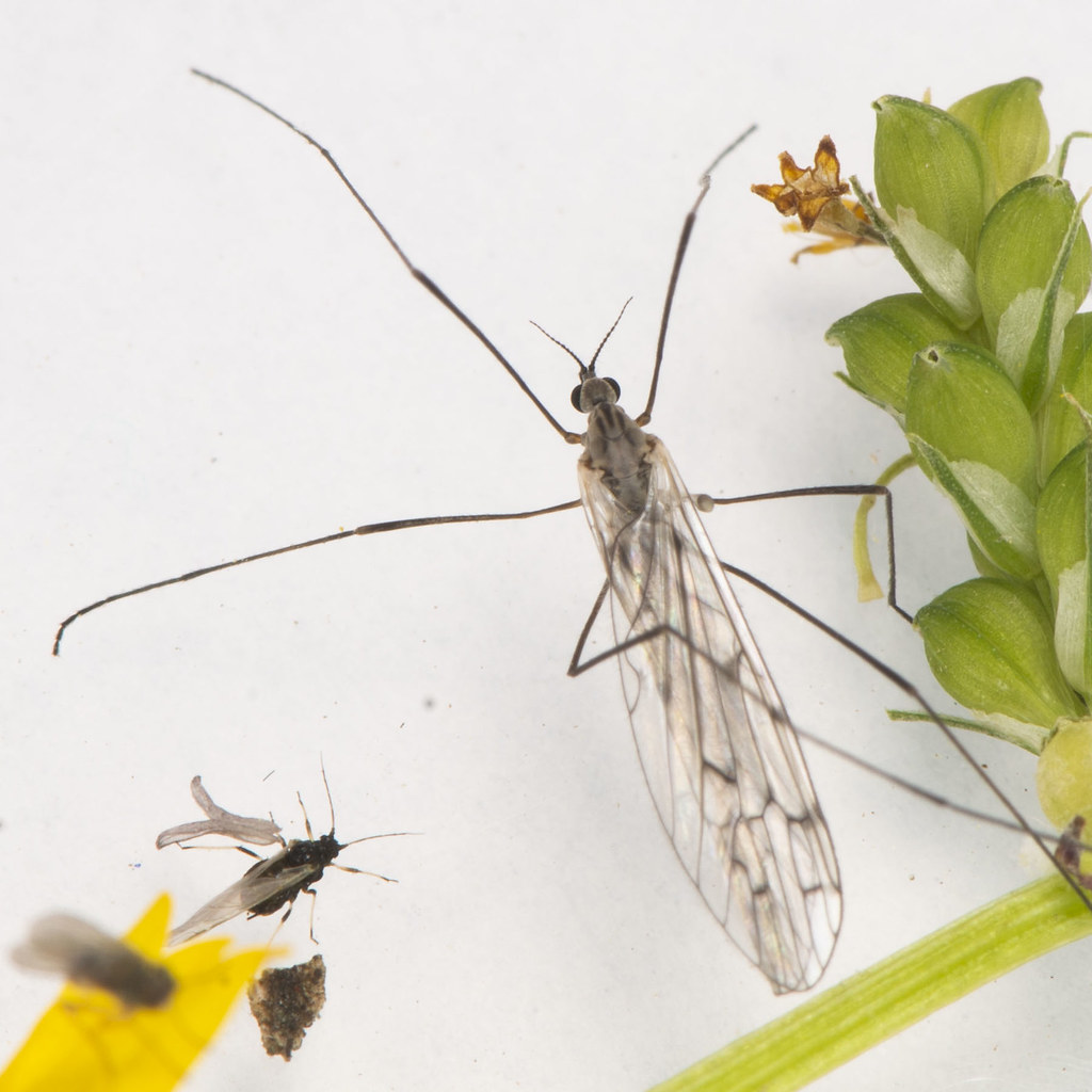 DSC_2009cc Limonidae crane fly BB's Bugs Flickr