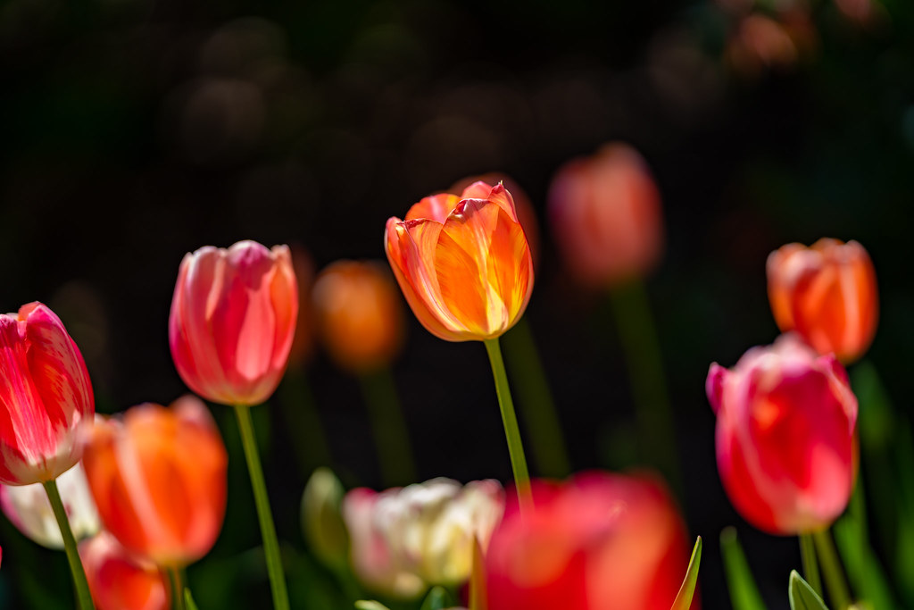 Tulips Jon Kirby Flickr