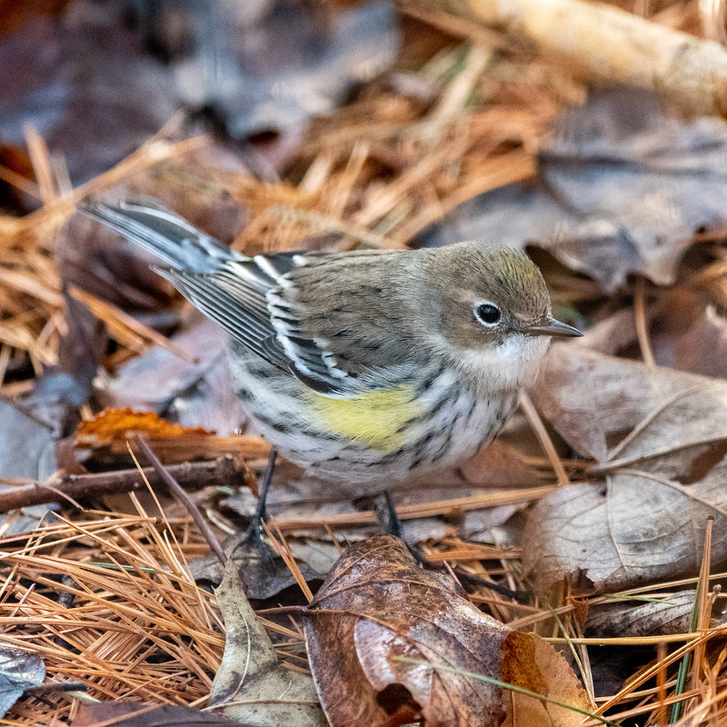 An early warbler Steamboats Are Ruining Everything