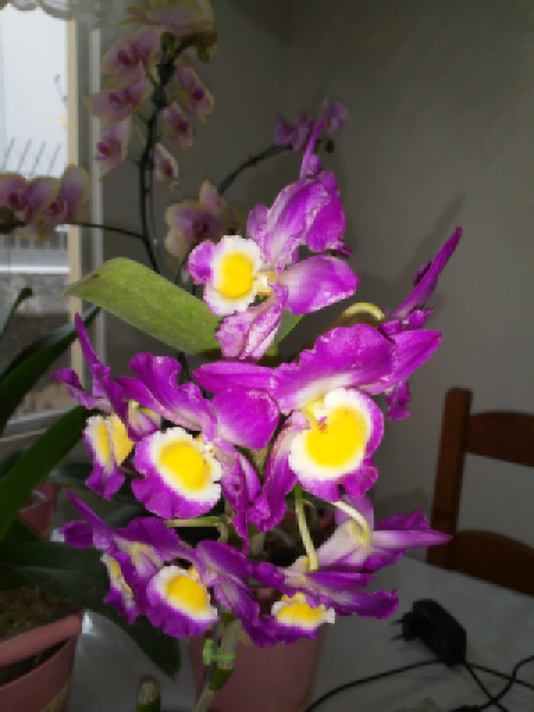 IMG20220309WA0075 Anselmo Adams Flickr