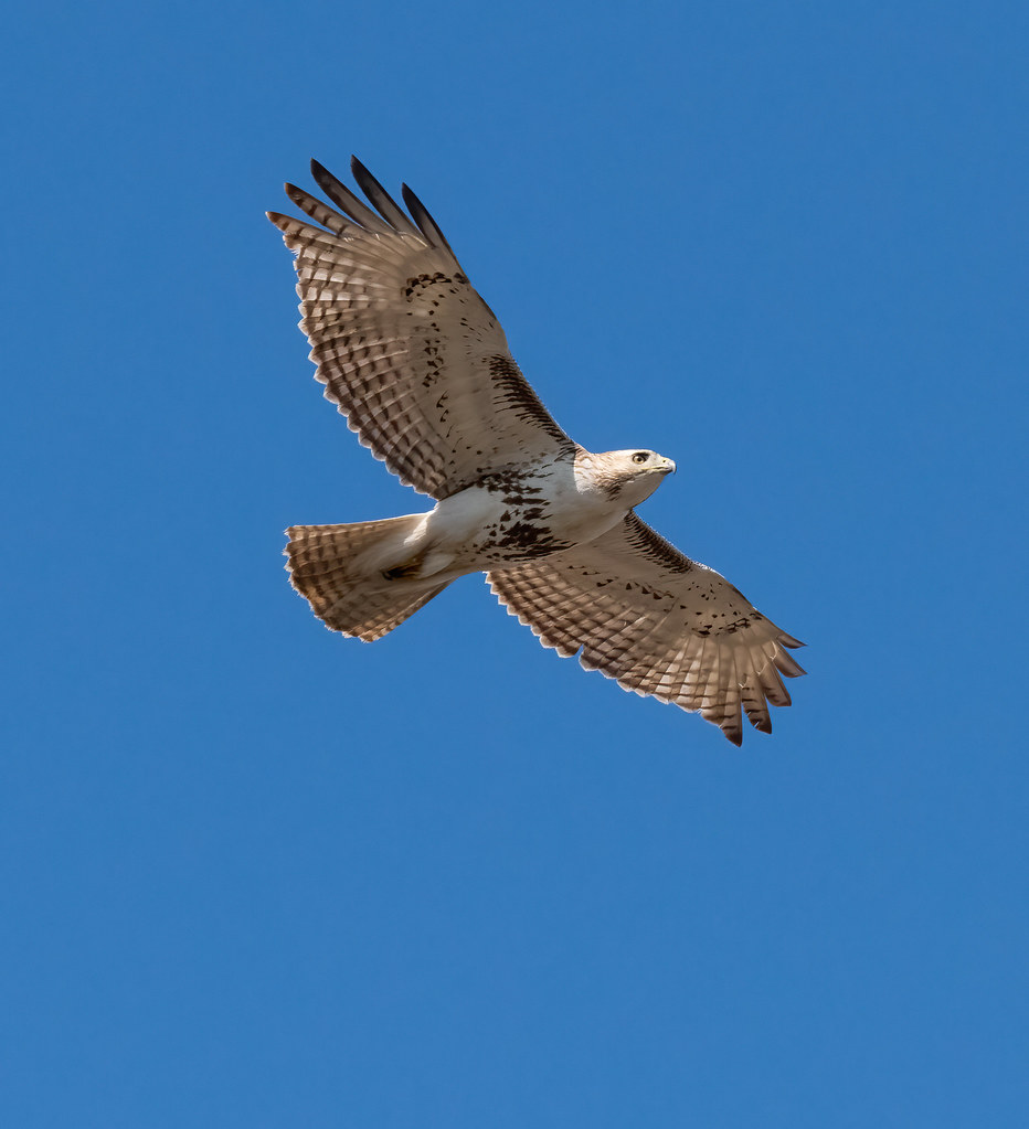 _DSC4058Edit.jpg John Clendenin Flickr