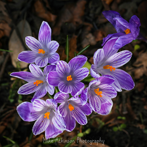 Southend Avenue Purple Crocuses Taken at Darlington, Count… Flickr