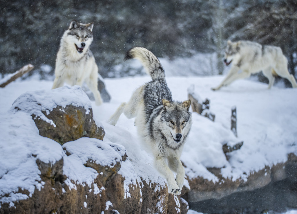 Beautiful Grey Wolves! West Yellowstone Wolves Montana Winter Wolfpack