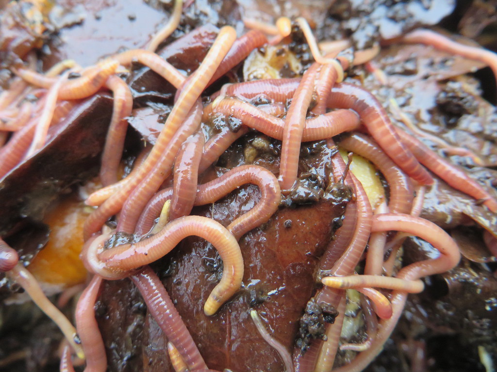 Tiger Worms in the Compost IMG 7161 Vegetable matter leave… Flickr