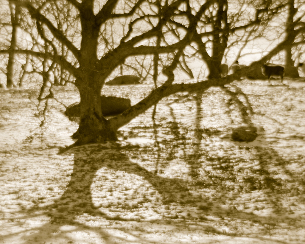 Tree shadows on Peaked Hill Chilmark, Massachusetts. Rear … Flickr