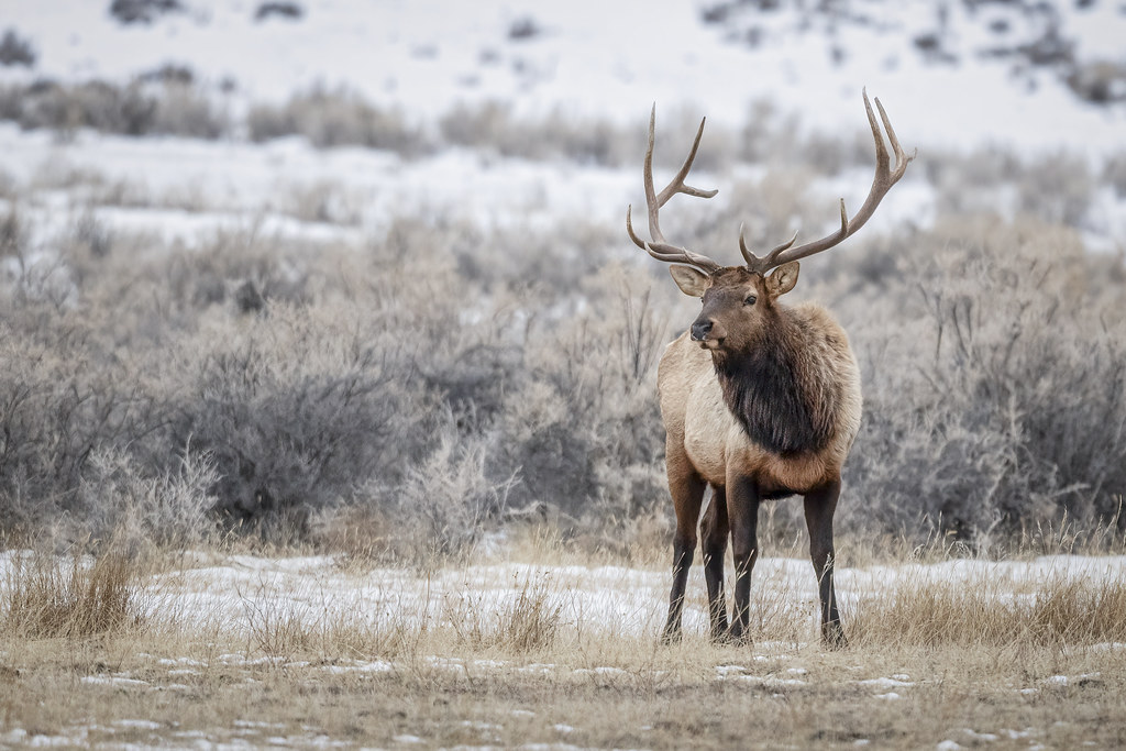 Why the Growing Population of Deer in Maine is a problem