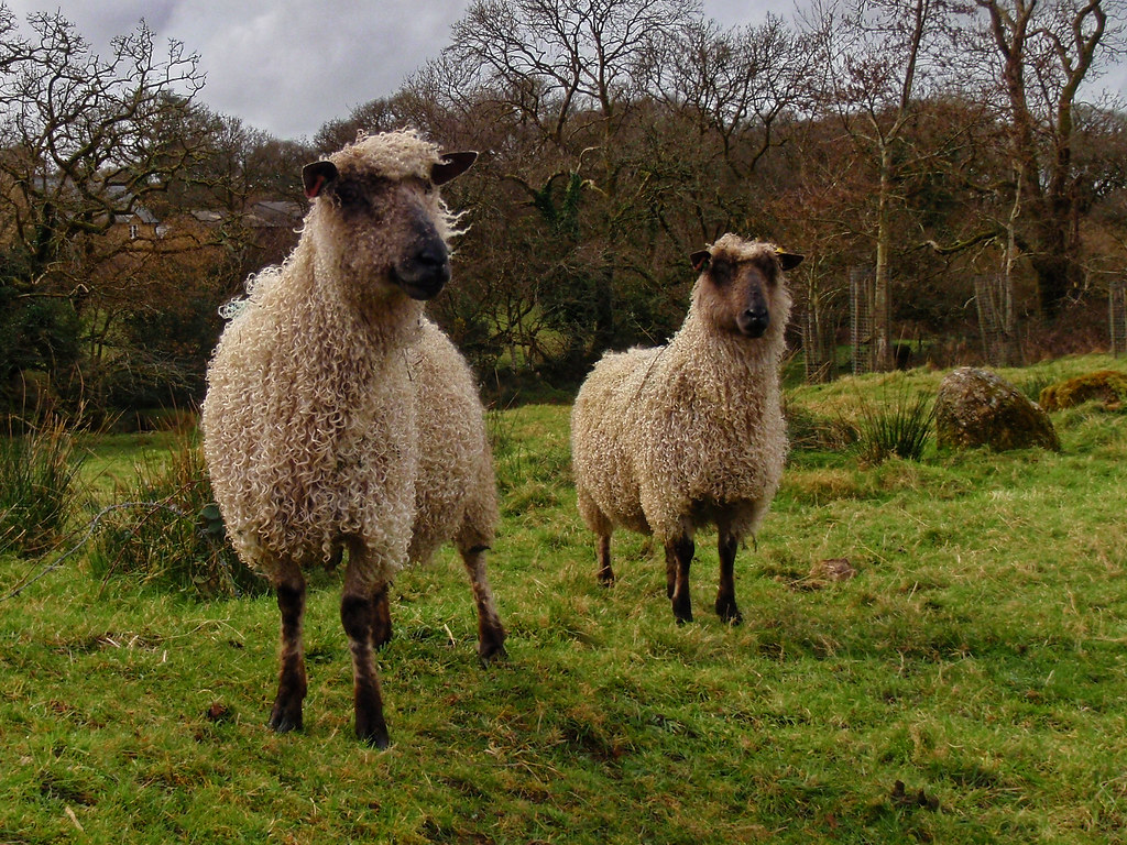 Teeswater sheep Sheepstor bobfitzy62 Flickr