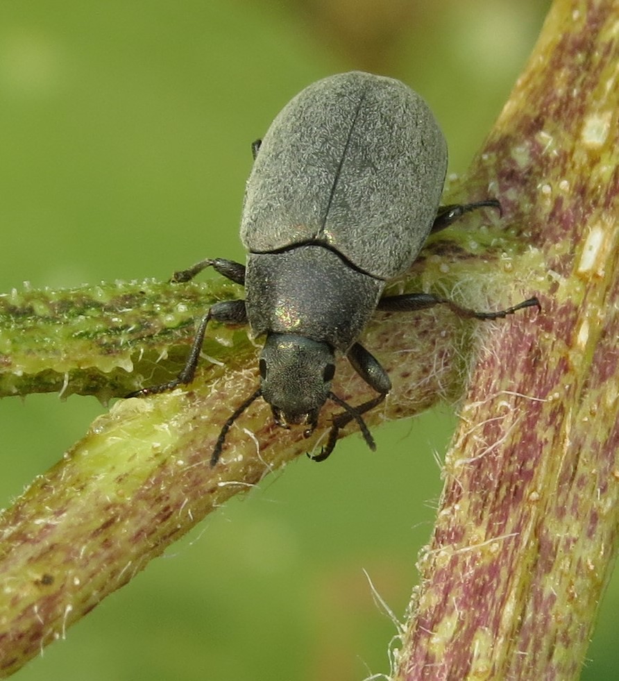 Darkling beetle A darkling beetle, Bothrotes sp., clamberi… Flickr