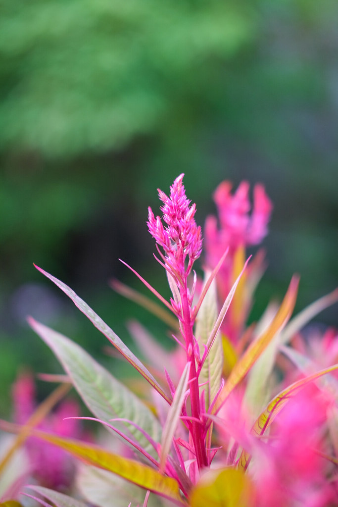 Dragon's Breath Plant Daniel Paterson Flickr