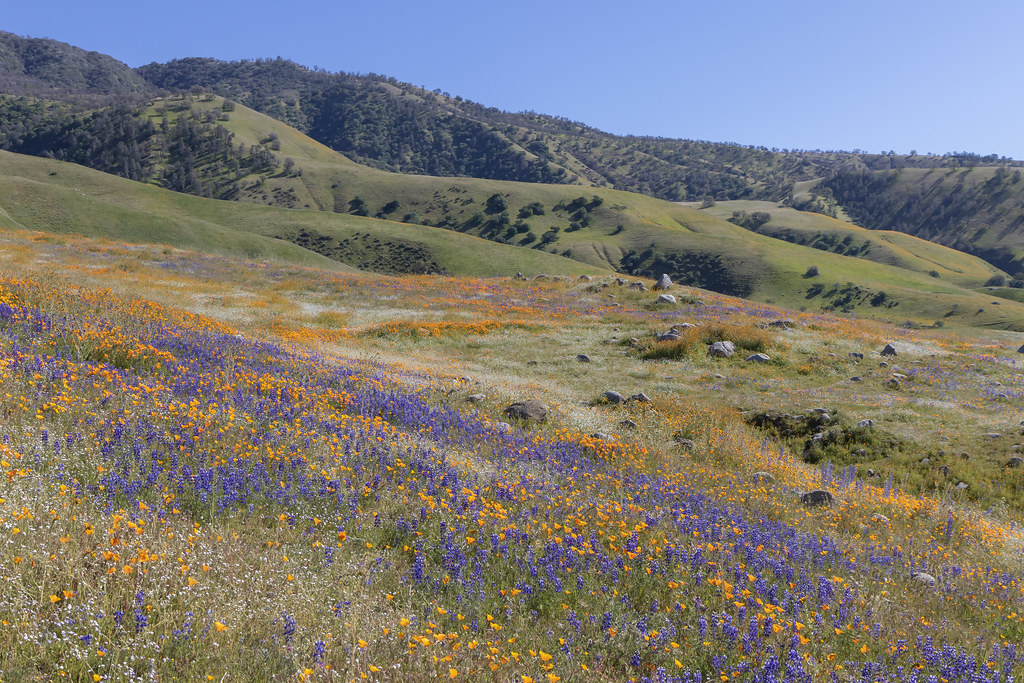 California Wildflowers Arvin, California. brontis5 Flickr