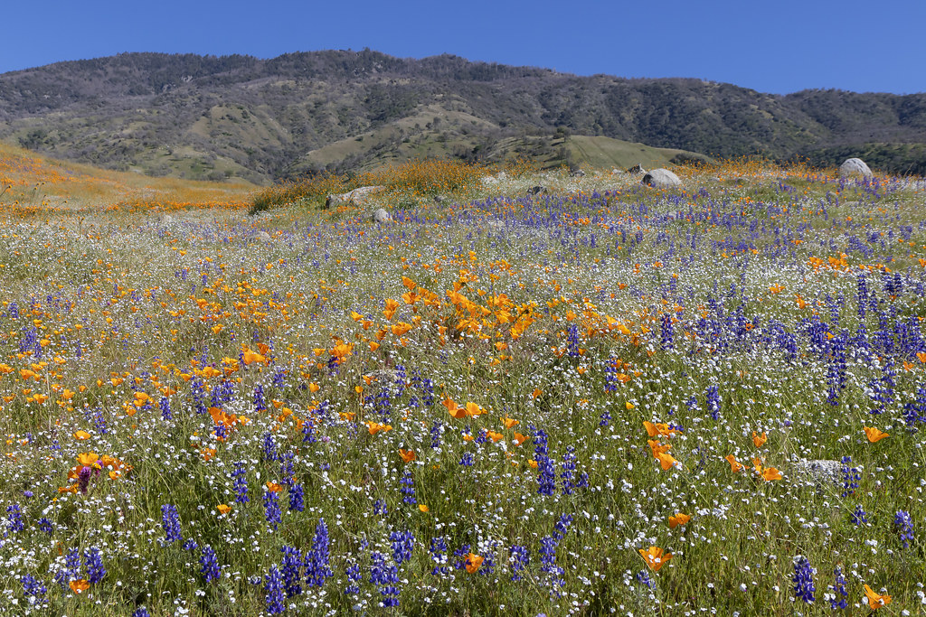 California Wildflowers Arvin, California. brontis5 Flickr